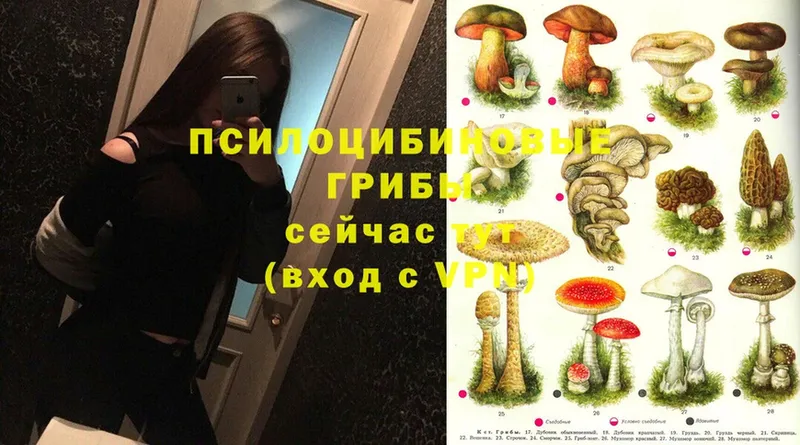 Псилоцибиновые грибы Magic Shrooms  Казань 